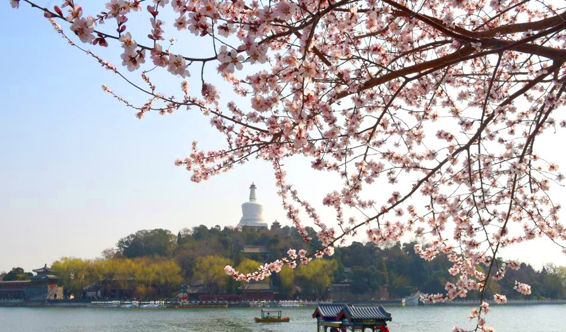 又见京城花满枝