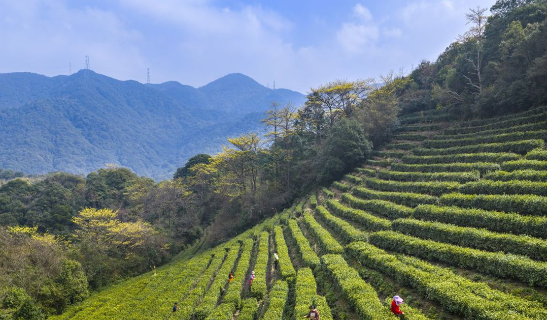 春到茶山采茶忙
