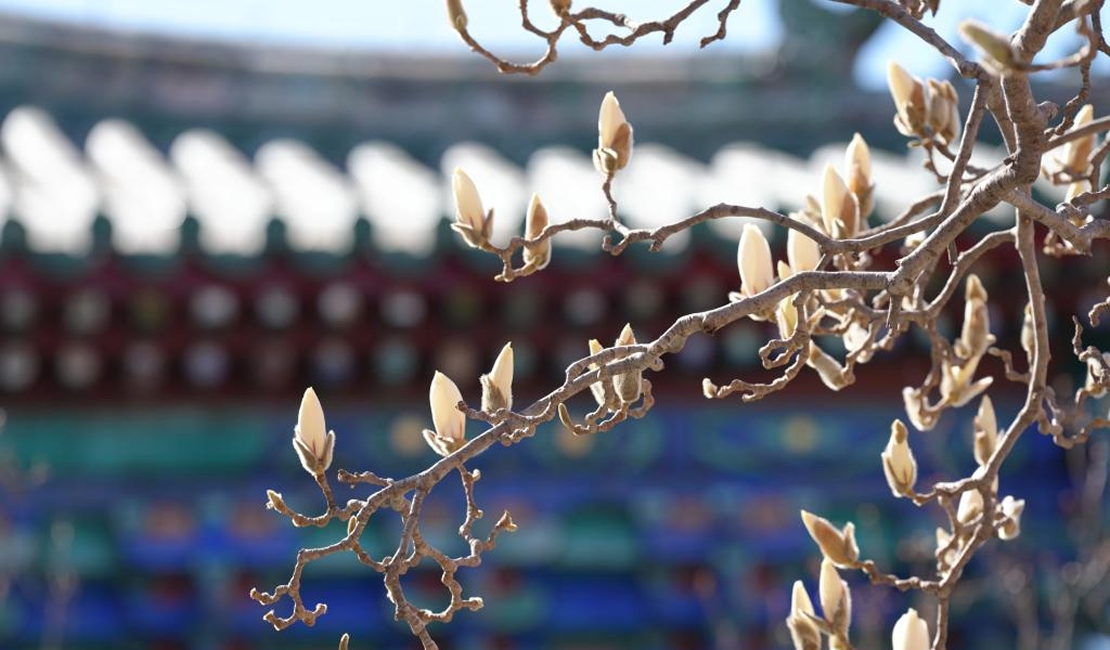 天坛公园春色美