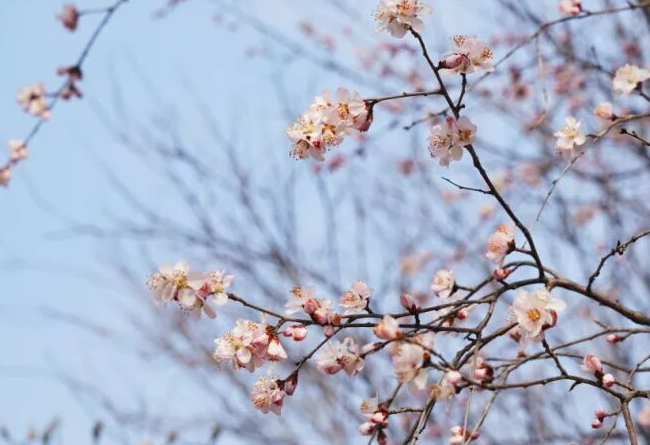 石家庄正定古城花海古韵引客来 成为京津冀周边踏春出游的热门之选