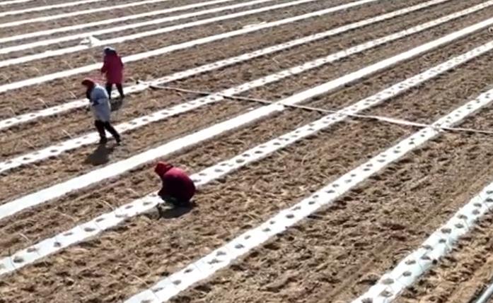 石家庄栾城区：人勤春早好风光 西瓜争春播种忙