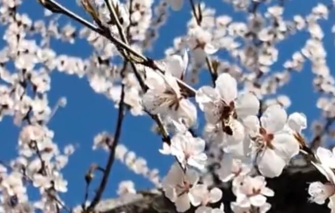 石家庄行唐：杏染乡野 春满行唐