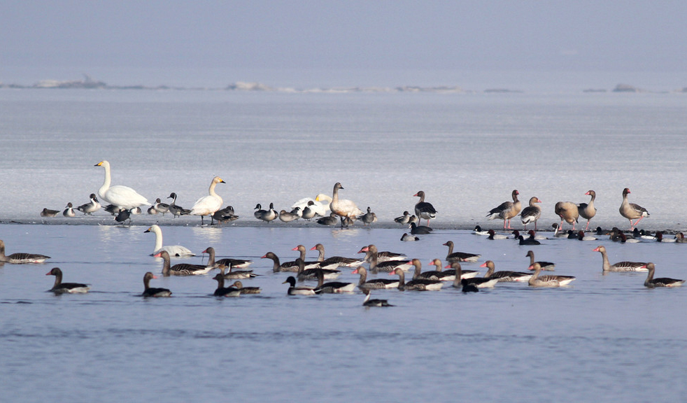 候鸟翩跹闪电河