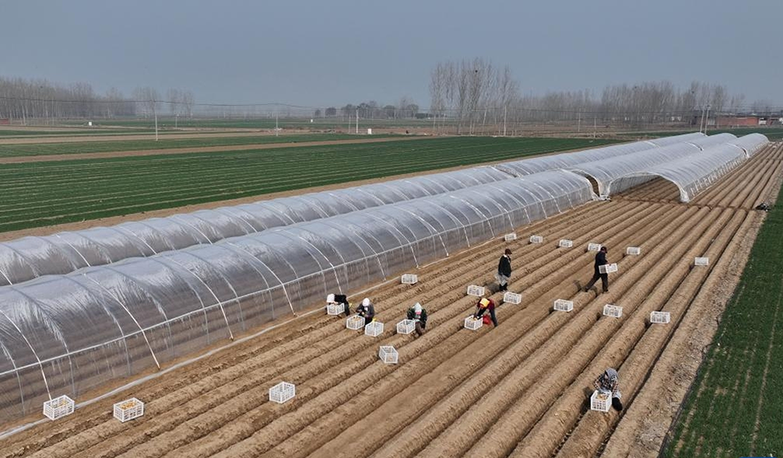 河北丰南：春日播种忙