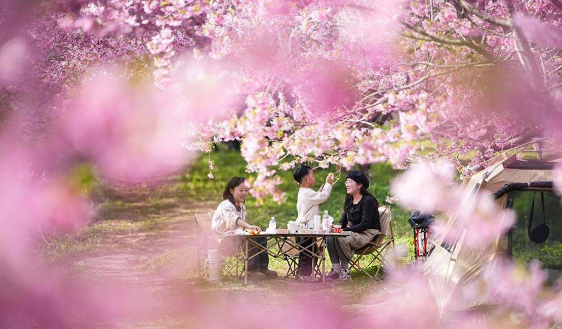 踏青赏花春意浓