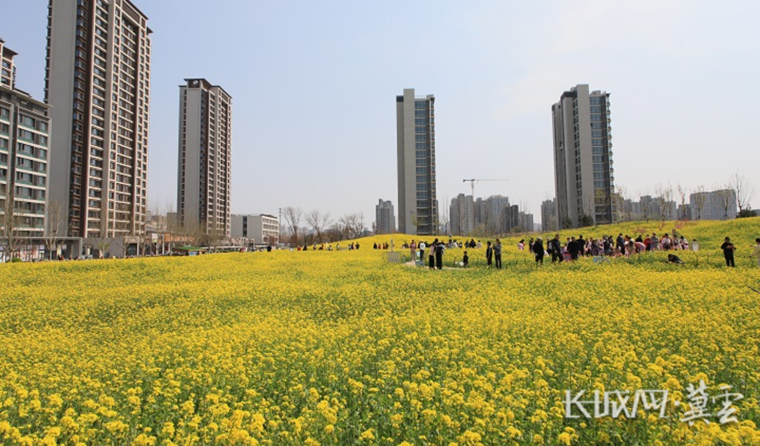 微视频 | 最“夯”春光 石家庄300万株油菜花开好了