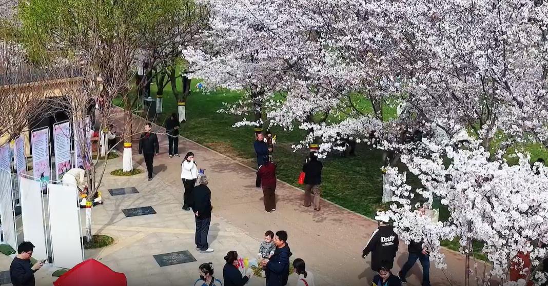 河北石家庄：樱花盛放！快来赴一场春日之约