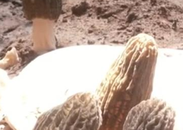 石家庄藁城区：小小羊肚菌 撑起乡村致富路