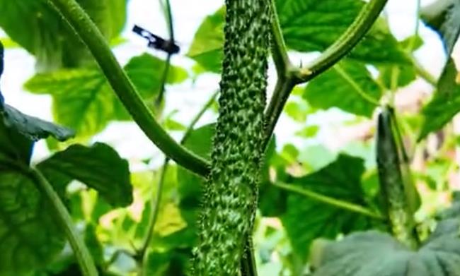 石家庄行唐：黄瓜翠满棚 “蔬”香变“钱”袋