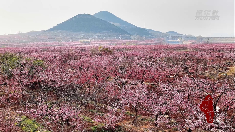 山东枣庄：桃花季激活春日文旅新活力