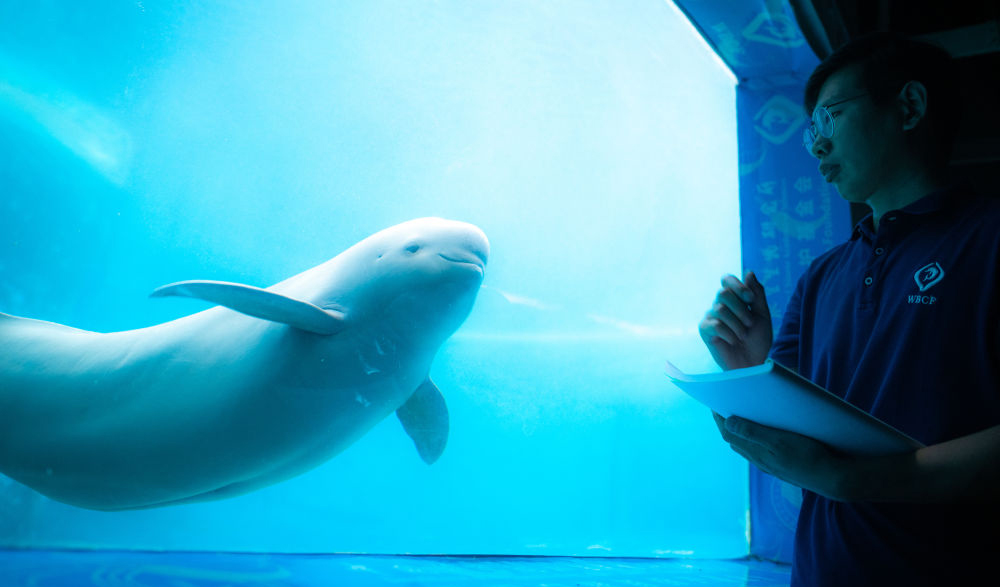 官宣：“微笑天使”成为了这座城市的吉祥物