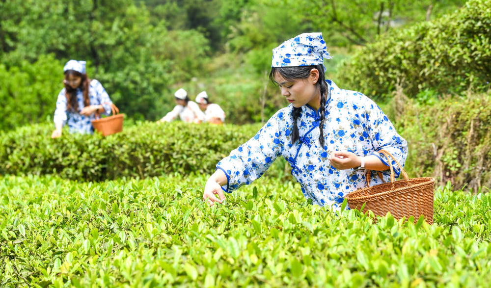 重庆丰都：千年茶乡抢春时