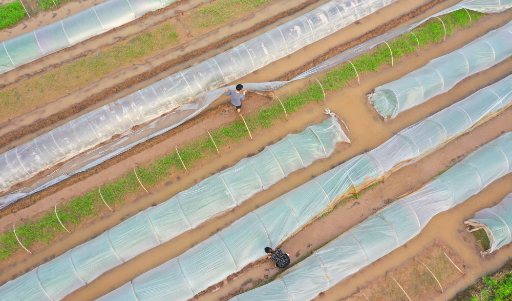 人勤春来早 田野绘新图