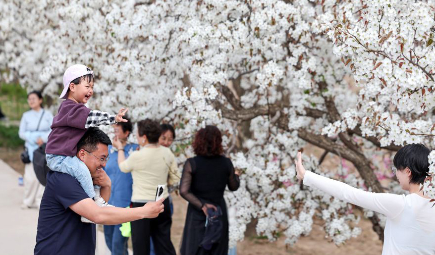 甘肃皋兰：梨花漫什川 花海醉游人