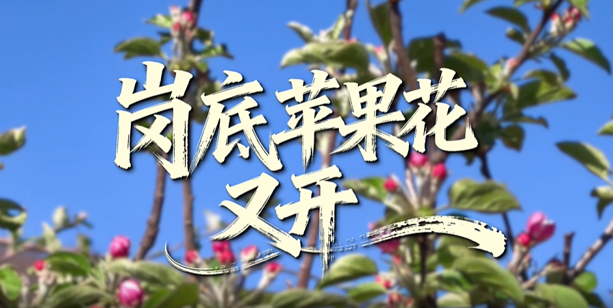 岗底苹果花又开