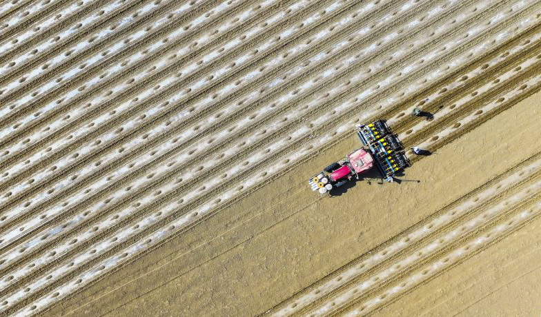 新疆尉犁：棉花播种忙