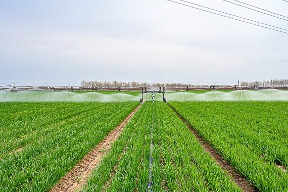 中共河北省委 河北省人民政府关于锚定农业农村现代化 扎实推进乡村全面振兴的实施意见