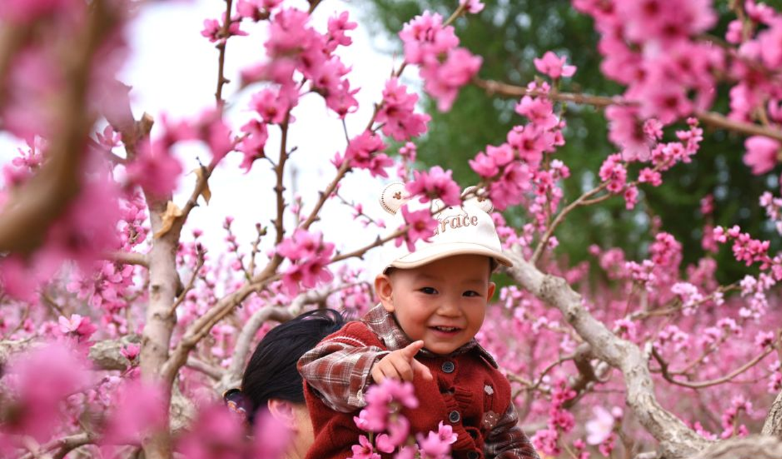甘肃敦煌：鸣沙山下桃花俏