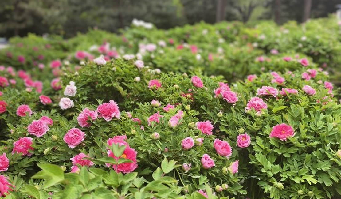 唯有牡丹真国色！石家庄市植物园牡丹进入最佳观赏期