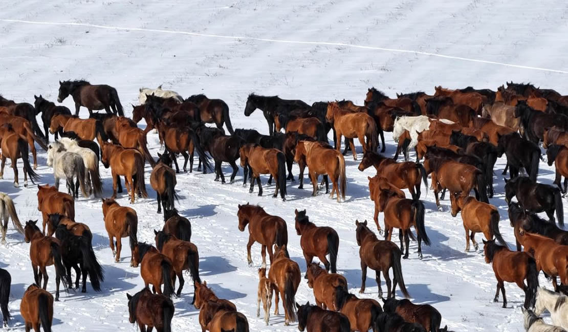 春耕启幕 骏马归原