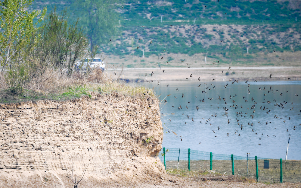 石家庄滹沱河迎来崖沙燕育雏季