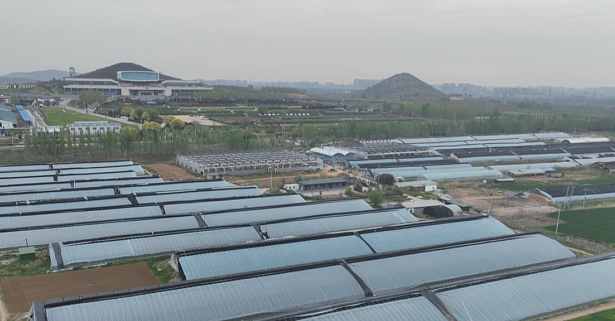 石家庄市鹿泉区：小草莓搭上“数字快车”