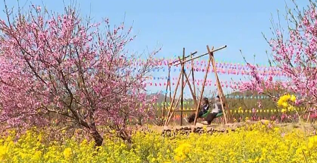 石家庄市鹿泉区上寨村：千亩油菜花盛开
