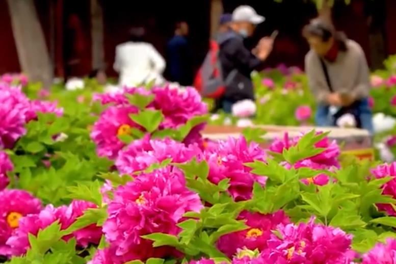 石家庄正定：隆兴寺万株牡丹盛放迎客