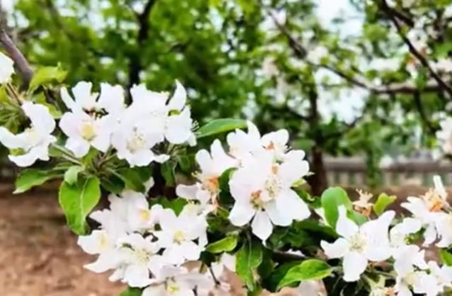 石家庄行唐：一树繁花白如雪 苹果园里管护忙