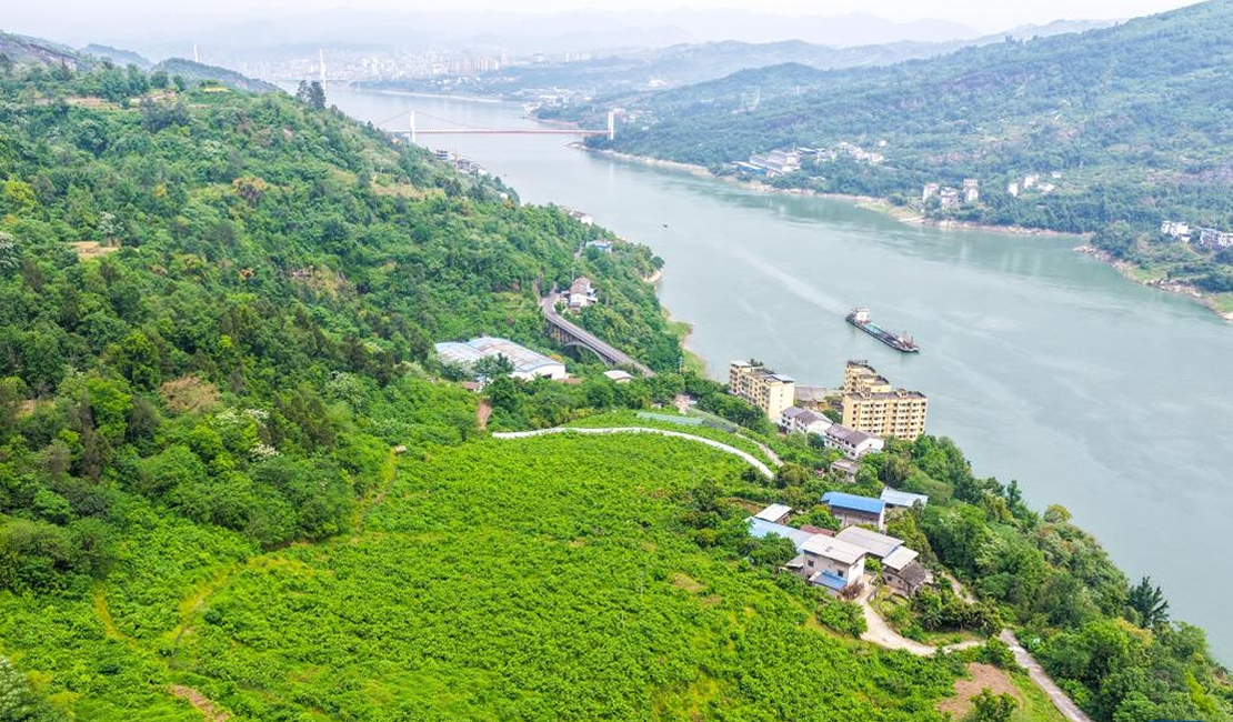重庆丰都：桑果飘香长江岸