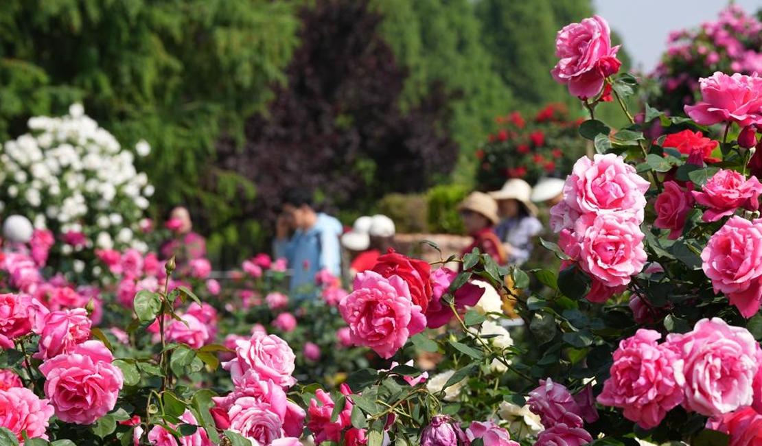花开锦绣 满目春光