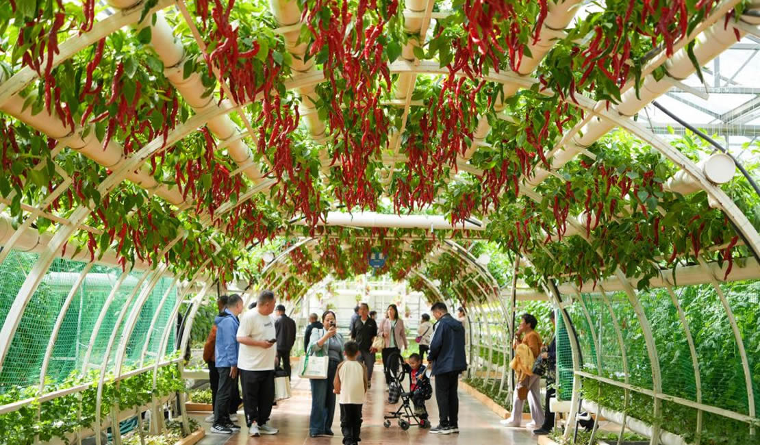 第二十七届中国（寿光）国际蔬菜科技博览会开幕