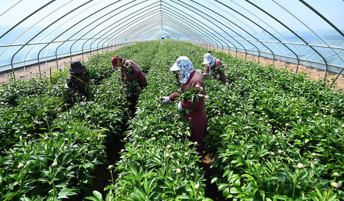 芍药花开乐农家