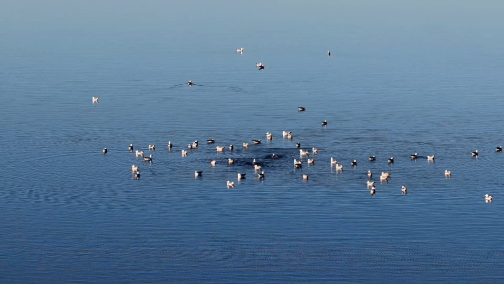 河北康保：候鸟回归 尽显生态之美