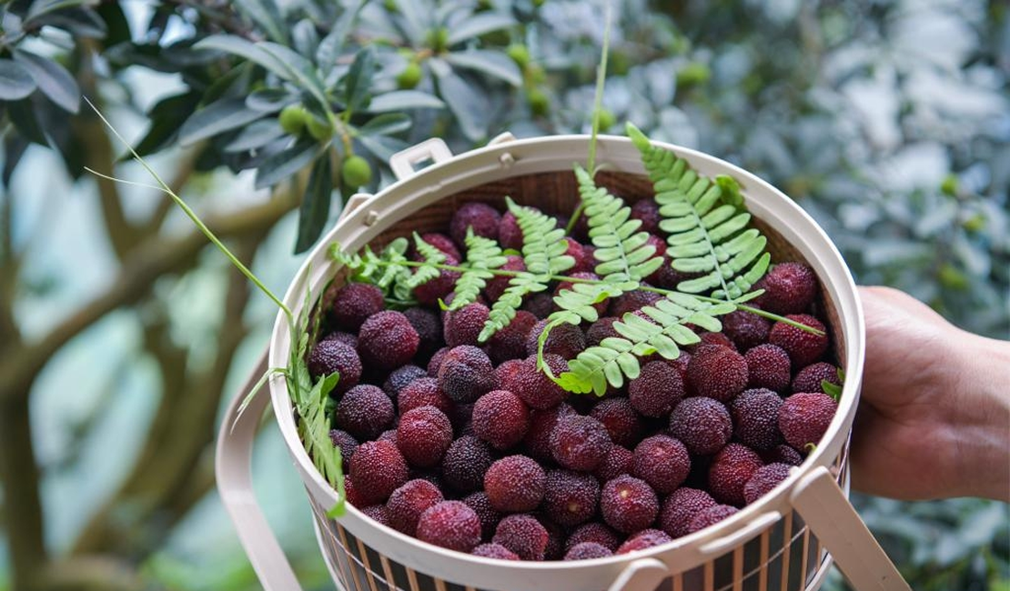 浙江慈溪：首批大棚杨梅开摘上市