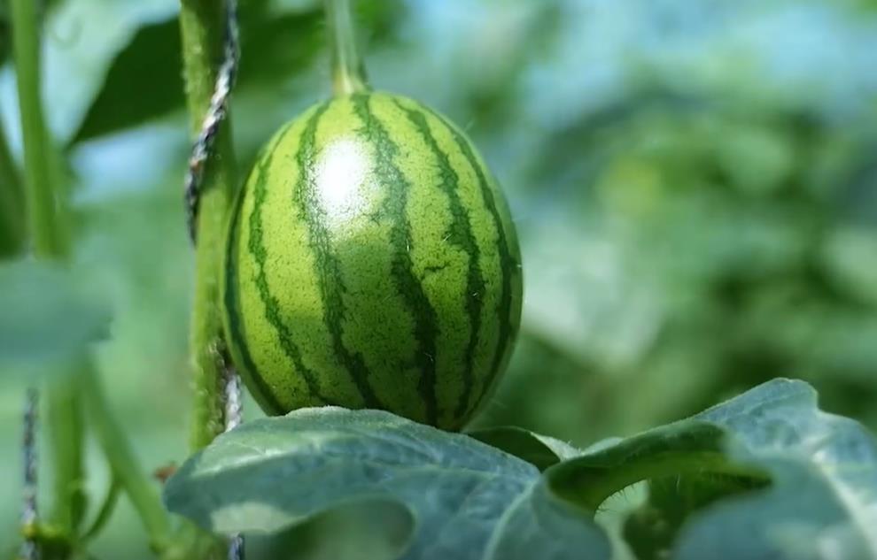 春天里丨新乐的春天，有点“甜”