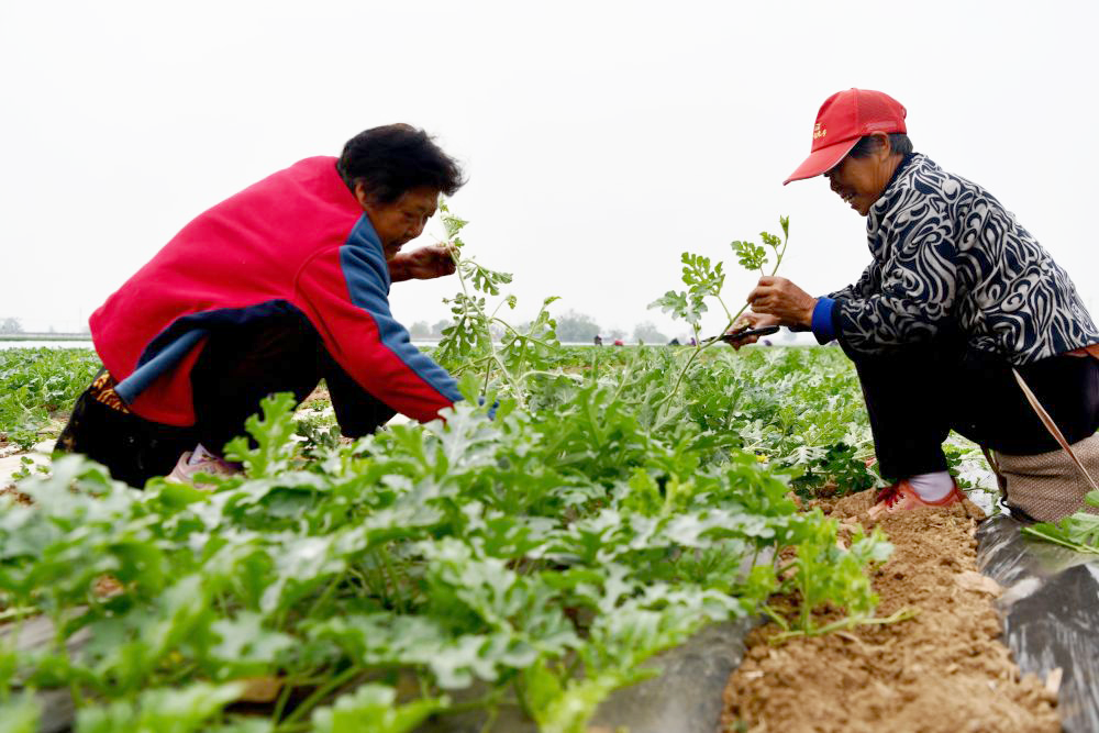 石家庄栾城区：暮春时节农事忙 田间管护正当时