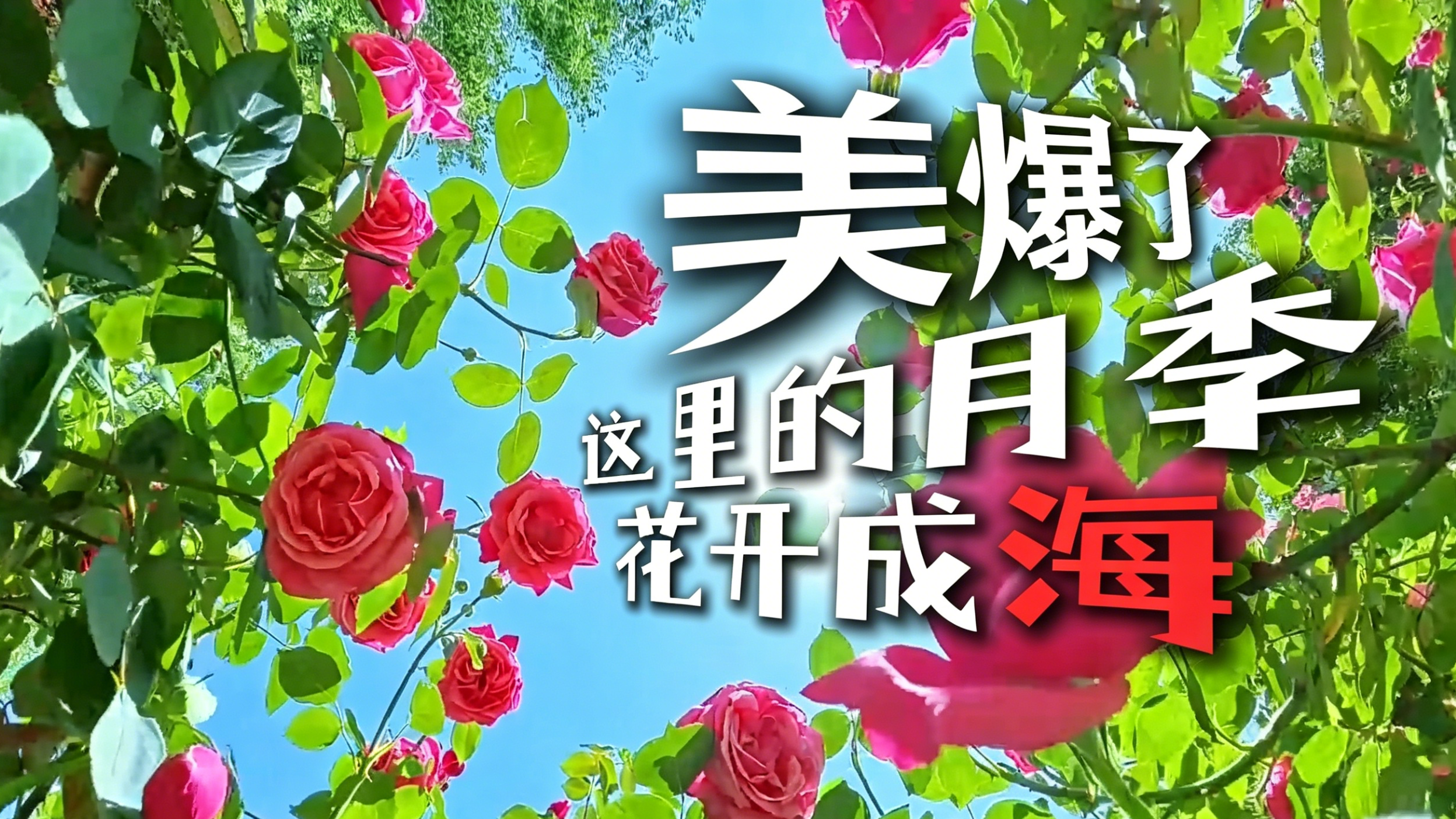 微视频丨美爆了！这里的月季花开成“海”