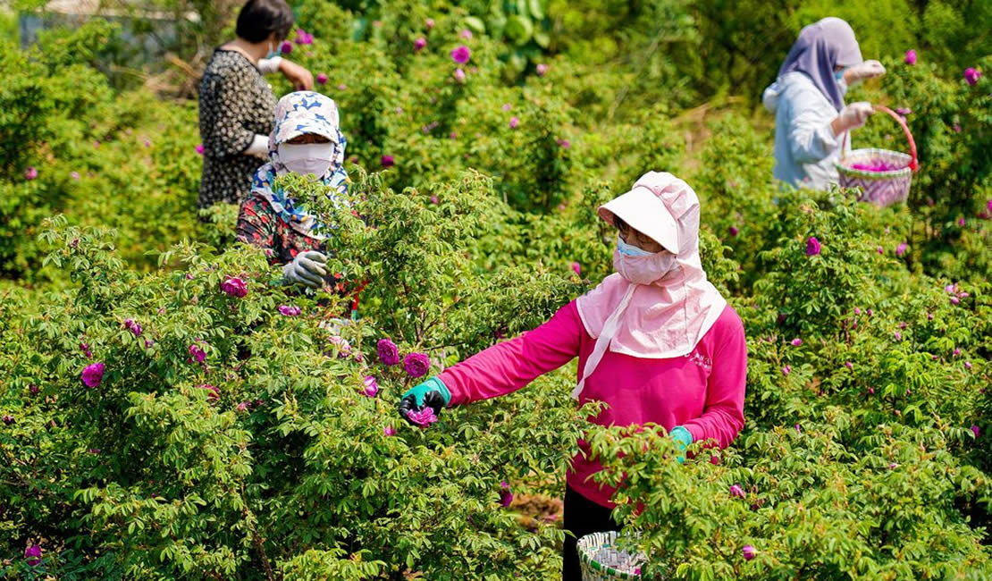 “鲜花经济”助增收