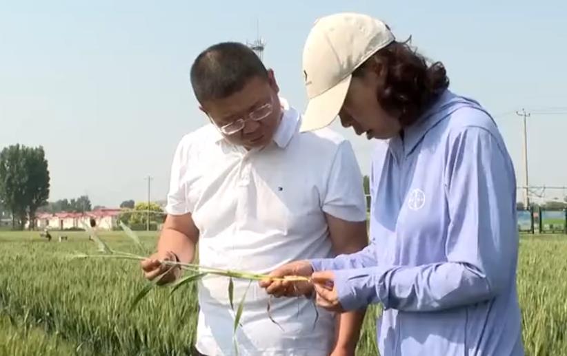 石家庄鹿泉区：“一喷三防”助丰收