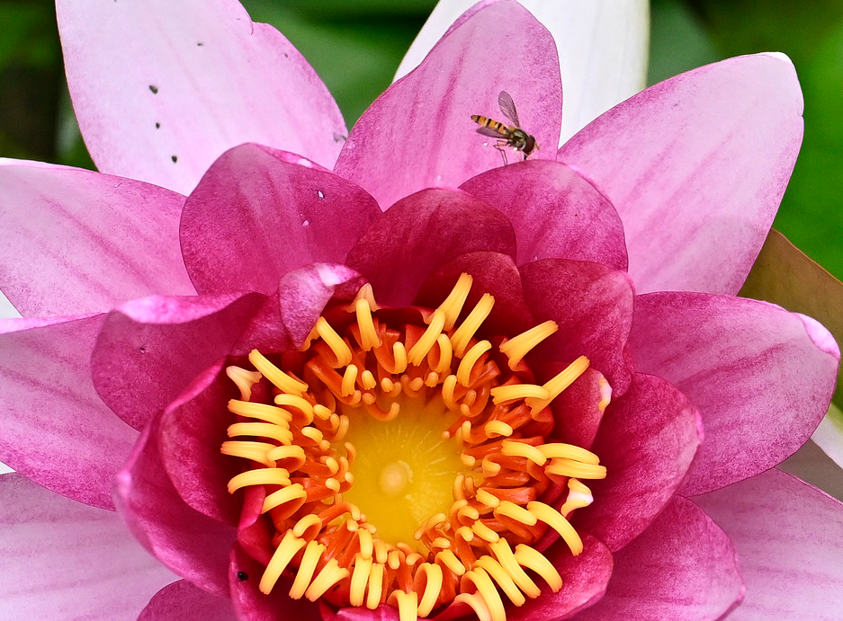 蜂舞花间采蜜忙
