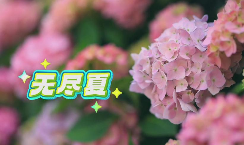“乡遇”无尽夏