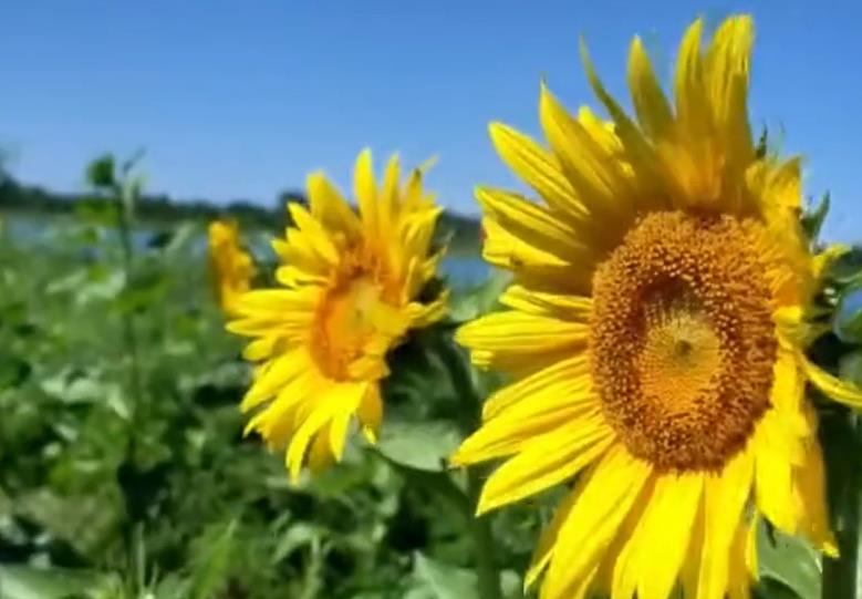 石家庄正定：邂逅金色浪漫 西湖草海向日葵迎来最佳观赏期
