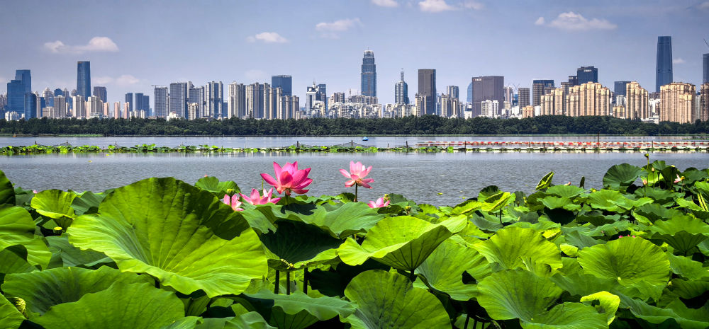 美丽中国｜荷风十里东湖夏 碧水长天入画来