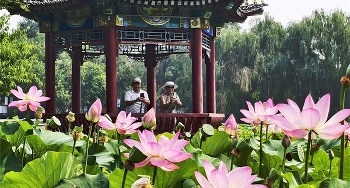 夏日荷花别样红