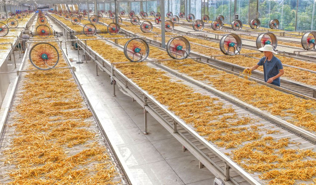 湖南衡阳：黄花菜飘香采收忙