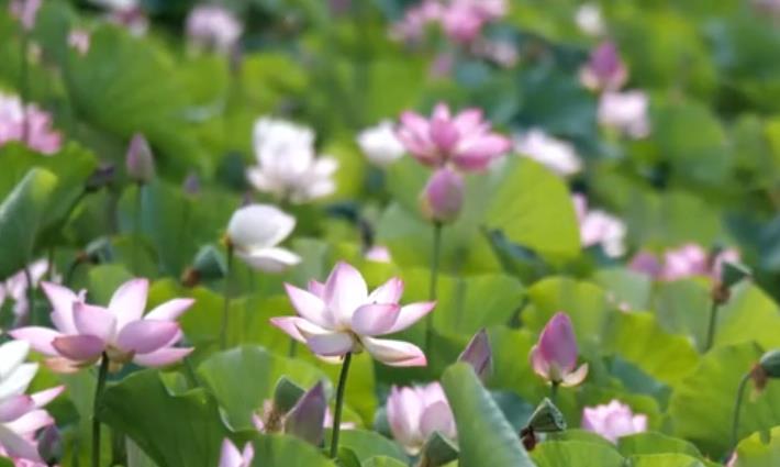 石家庄栾城区：夏日荷花次第开 生态美景入画来