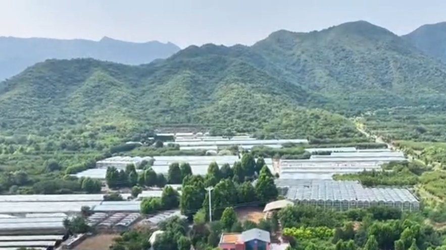 石家庄鹿泉区：串串葡萄香 致富产业强