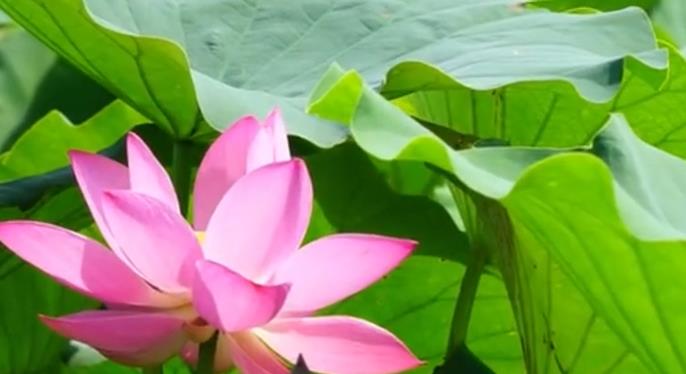 石家庄藁城区：荷花竞绽放 夏日诗意浓