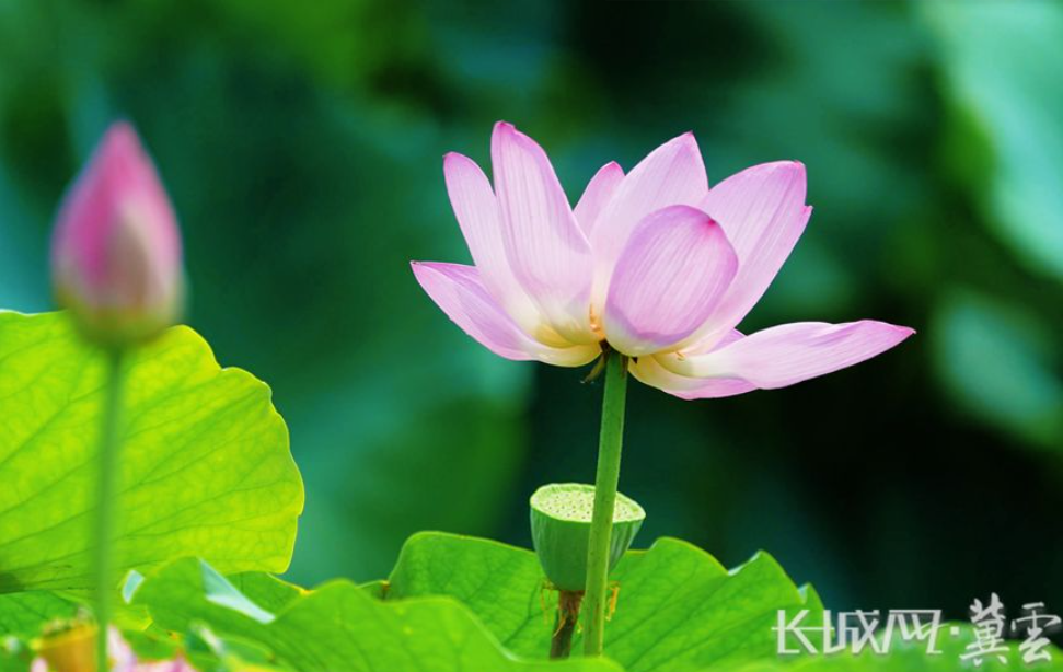 高清图｜七月雄安 一淀荷花香满城